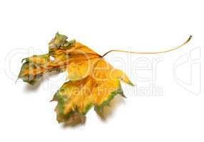 Autumn yellowed dry maple-leaf on white background