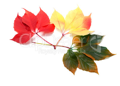 Three multicolor leafs (Virginia creeper leaves)