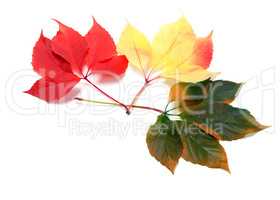 Three multicolor leafs (Virginia creeper leaves)