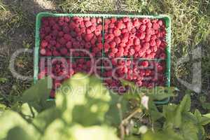 Raspberries in a green crate