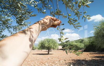 Hand holding olive branch