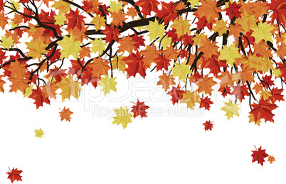 Autumn Leaves  Frame