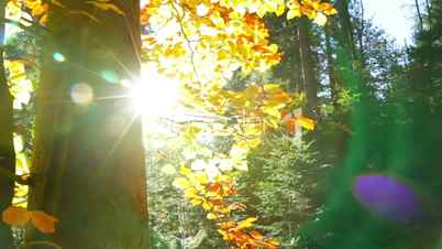 Lens Flare in Autumn Forest