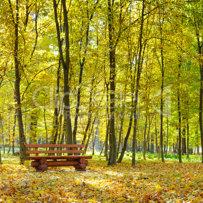 autumn park and bench