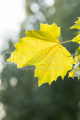 Yellow sycamore leaf