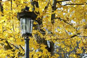 Lantern against background of yellow maple leaves