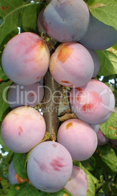 Plums hanging on a branch