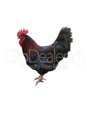 Cock on a white background