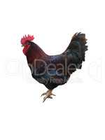 Cock on a white background