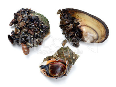 Veined rapa whelk and river mussels (anodonta)