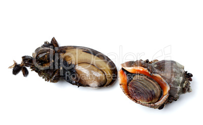 River mussels (Anodonta) and veined rapa whelk