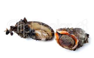 River mussels (Anodonta) and veined rapa whelk