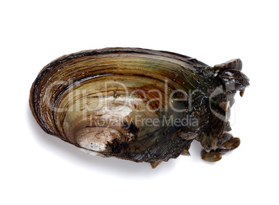 River mussel (Anodonta) with small mussels