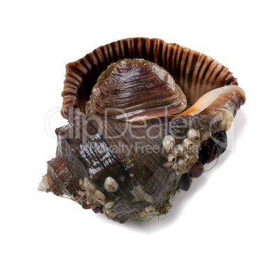 Veined rapa whelk