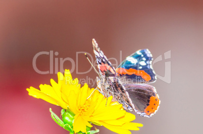 Schmetterling, Heliconius