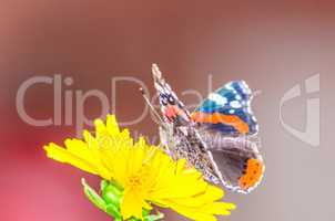 Schmetterling, Heliconius