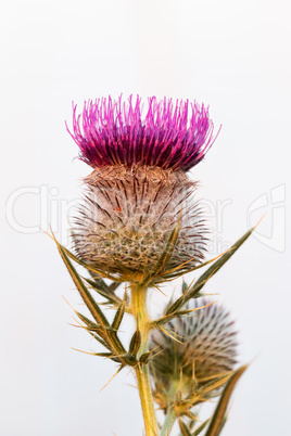 Thistle flower