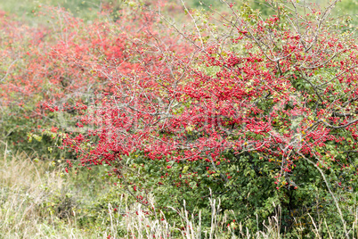 Ripe hawthorn