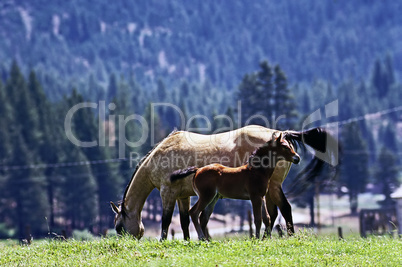 Mare with foal