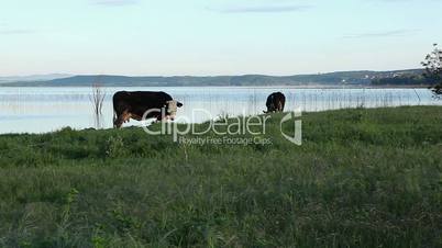 Cow and calf graze on the the meadow by the Dojran Lake