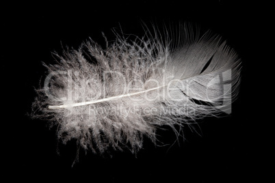 Goose Feather