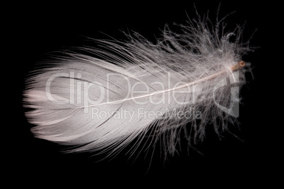 Goose Feather