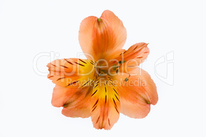 Isolated Flower