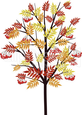 Autumn Rowan Tree