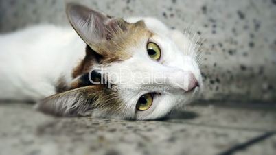 Portrait footage of cat