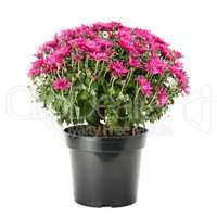 blooming chrysanthemum in flowerpot