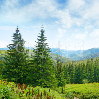 Beautiful pine trees on background high mountains.