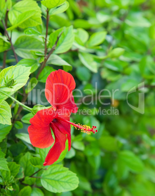 red hibiscus flower