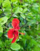 red hibiscus flower