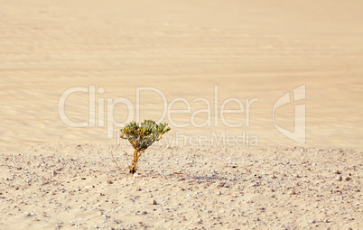 desert sand