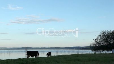 Cow and calf graze on the the meadow by the Dojran Lake