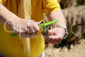 The demonstration of Aloe Vera plant for tourists on organic far
