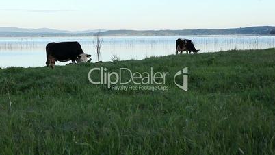 Cow and calf graze on the the meadow by the Dojran Lake