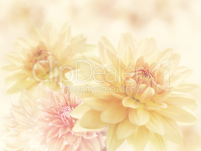 Dahlia Flowers