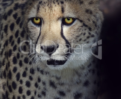 Cheetah Closeup