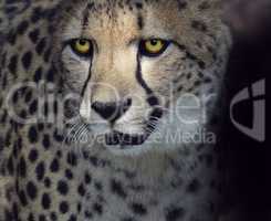 Cheetah Closeup