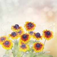 Daisy Rudbeckia Flowers