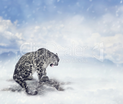 Snow Leopard