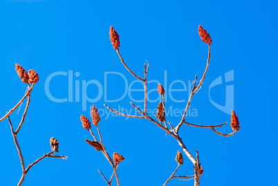 Bare sumac branches and flower pods on blue sky