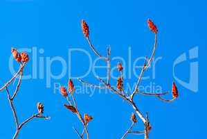 Bare sumac branches and flower pods on blue sky