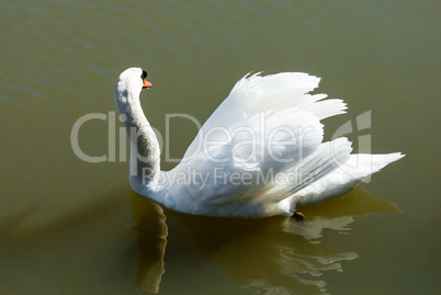 Mute swan looking away floating in green water