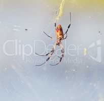 Banana Spider on Its Web