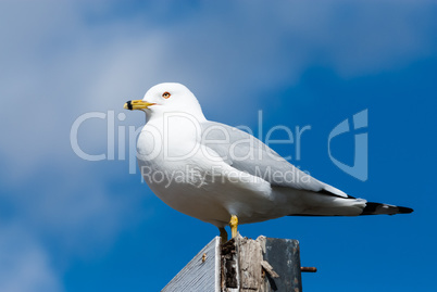 Seagull perched facing left against cloud and sky