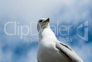 Seagull turning head and casting shadow