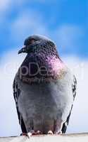 Colorful gray pigeon perched facing left against clouds