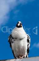 Black and white pigeon perched facing facing forward